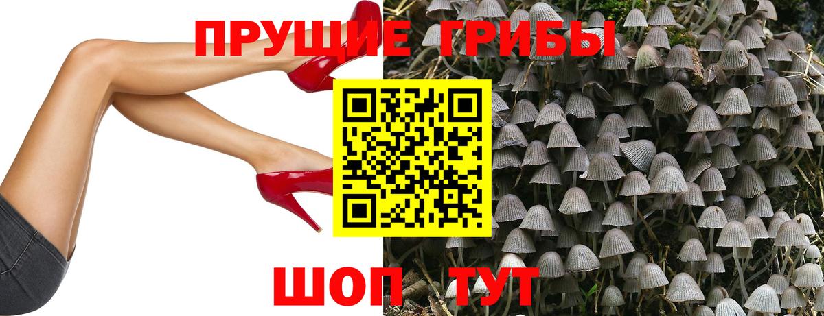 где продают   Галлюциногенные грибы MAGIC MUSHROOMS  Кисловодск  Галлюциногенные грибы GOLDEN TEACHER 